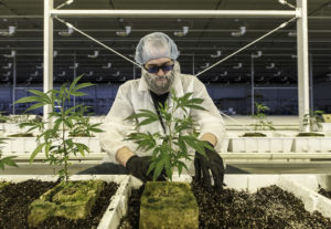 Aurora Cannabis Has Key Strategies For The U.S. Market, Says Michael Singer
