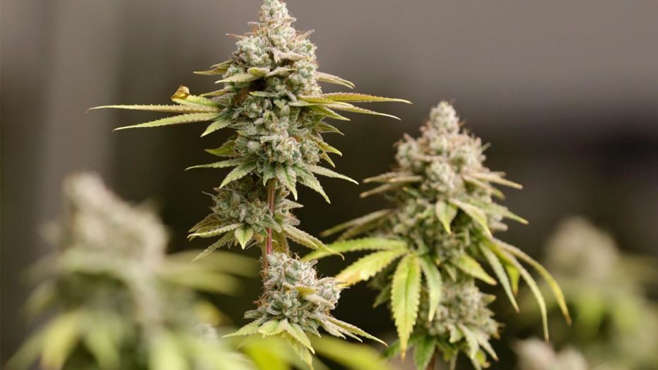 Democrats Argue If Cannabis Legalization Influences Other Drugs Usage