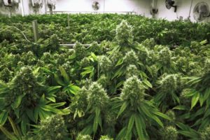 Imputes Gained By Recreational Marijuana Ballot Initiative Of Florida