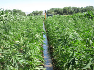 USDA Wants Farmers To Pay Fees For Hemp Promotions