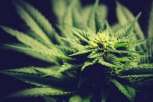 EU Regulatory Framework Needed On Medical Cannabis