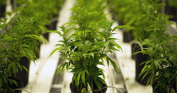 Cannabis Testing Market To Flourish And Reach USD 11,899 Million By 2024