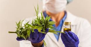Chromatography Based Cannabis Market