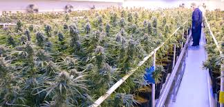 Florida Sees Growth In Medical Marijuana Industry