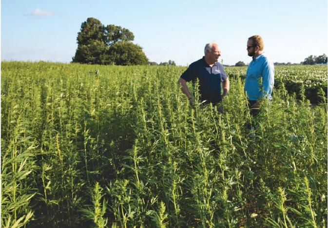 Hemp Farmers To Get Option Of Using Crop Protection Tools