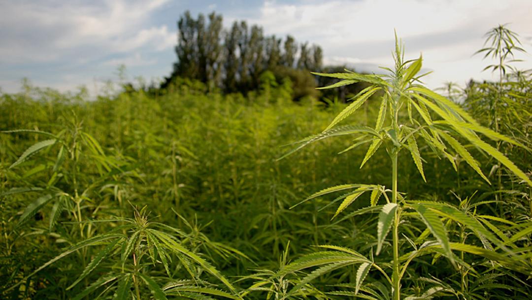 Industrial Hemp Market Size, Growth and Forecast – Expected to Reach at a CAGR of 8.0% by 2023