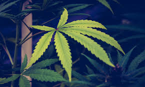 Legalization Of Medical Marijuana Qualifies For 2020 Ballot