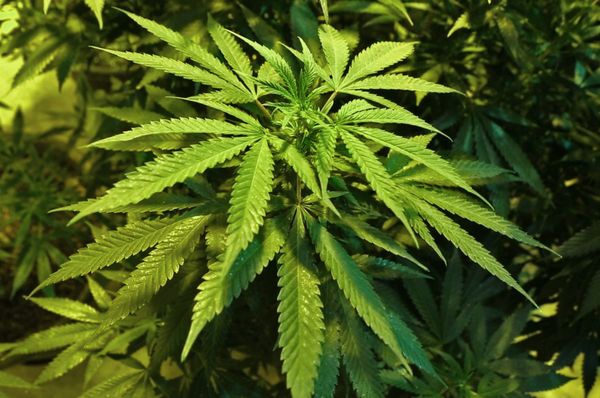Legalized Cannabis Market