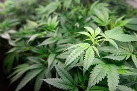Medical Marijuana Still Elusive In The United Kingdom