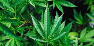 New Zealand Completes Medical Cannabis Regulatory Framework