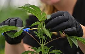 Ohio Sees Dispensaries Using Medical Marijuana Grow