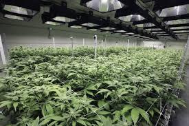 Commercial Cannabis Dehumidifiers Market Future Scope Including Top key Players DryGair Energies