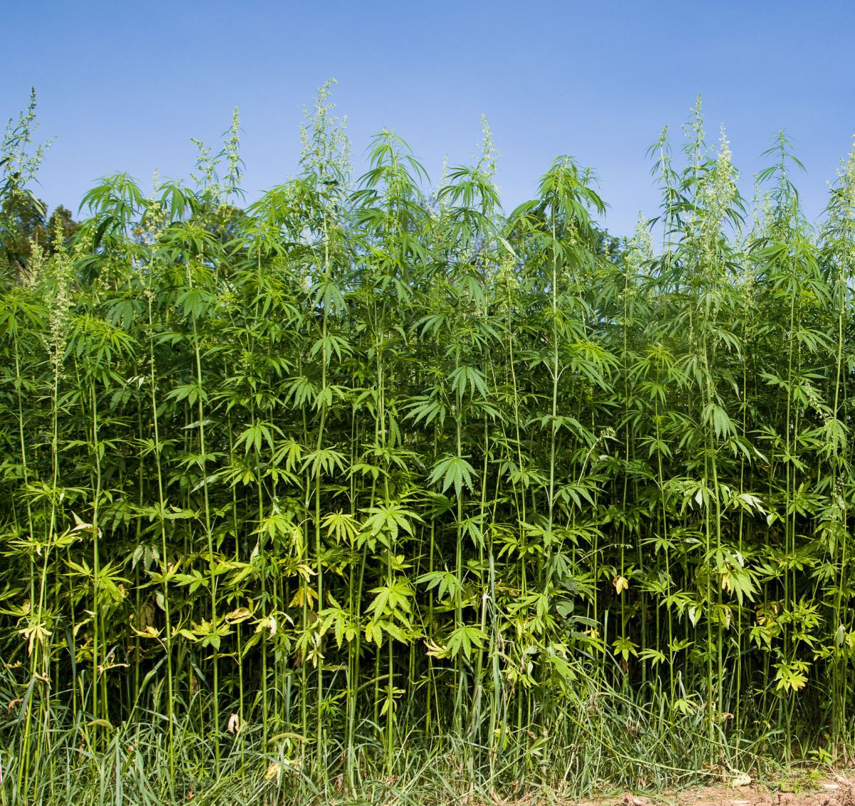 Industrial Hemp Market is Thriving Worldwide with Smart Key Players Industrial Hemp Manufacturing, Hemp-E, Mollerup