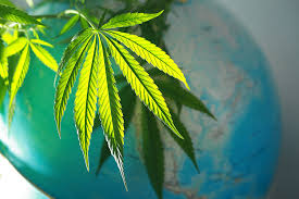 Global Legal Marijuana Market  Future Forecast Report 2025 with Latest Industry Developments 2024