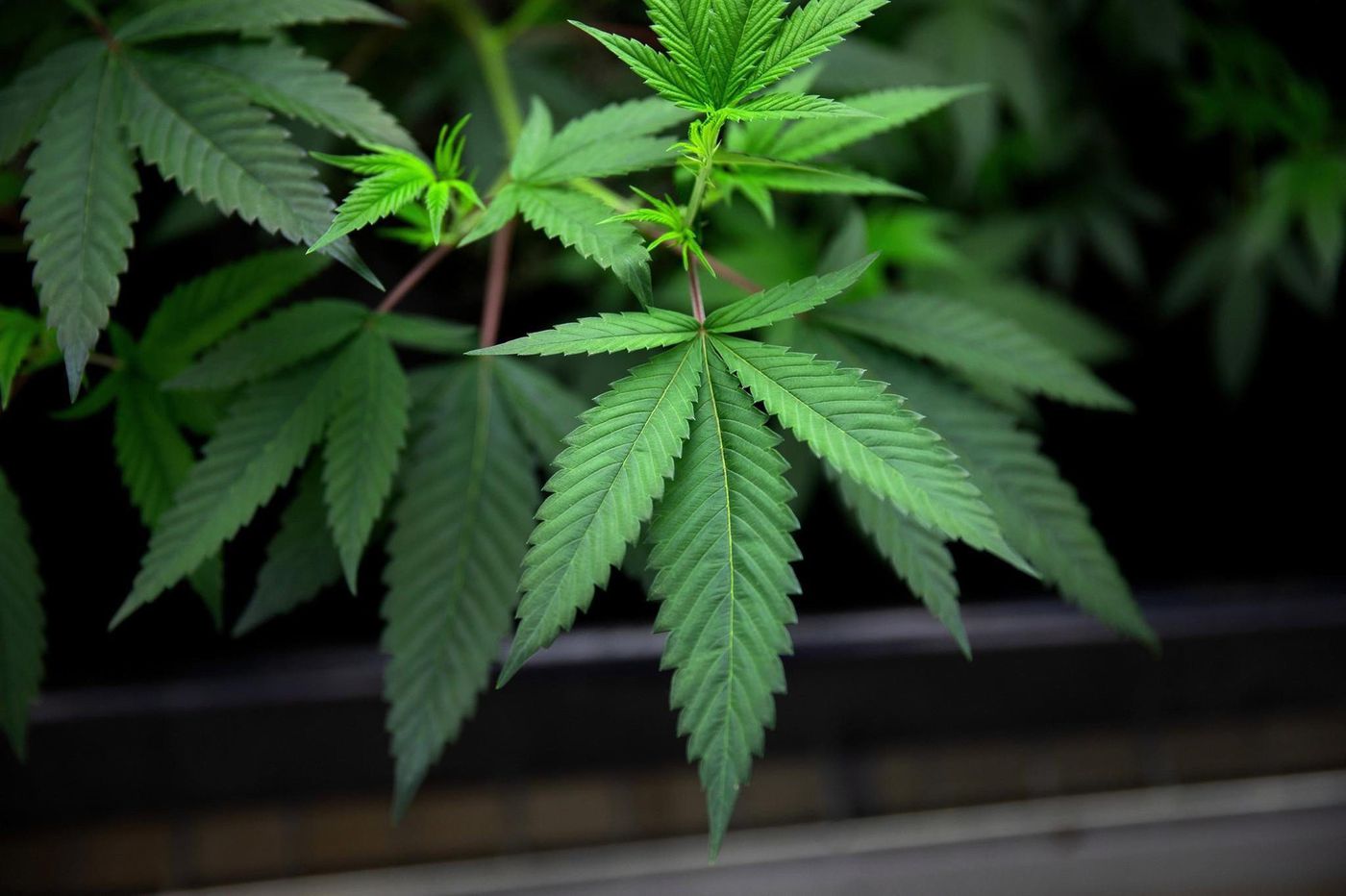 Legalized Cannabis