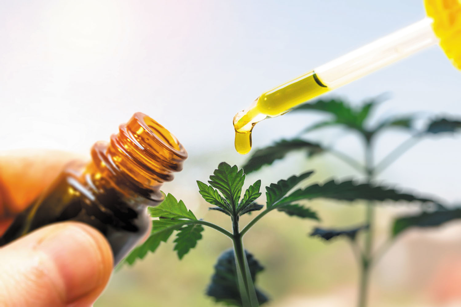 Rising Implication In Treating Chronic Conditions To Propel Global Cannabis Extract Market Growth