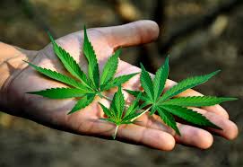 Representative Nancy Mace Presents A Bill To Repeal The Federal Prohibition On Marijuana