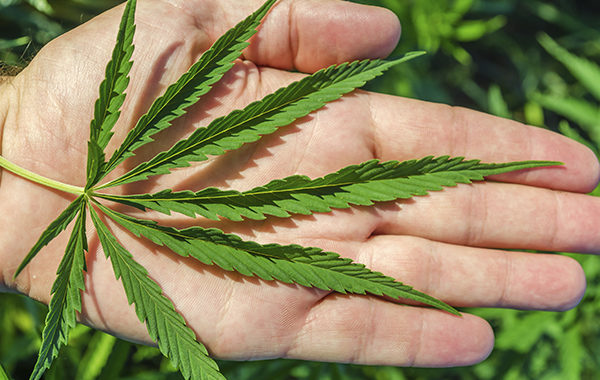 New study links marijuana legalisation to reduced alcohol, nicotine, and opioid use