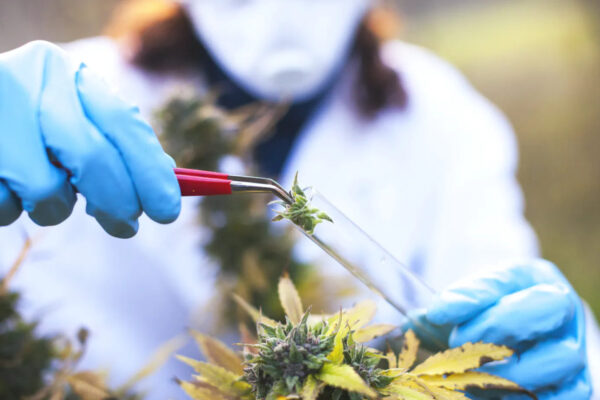 New study finds marijuana research has exploded despite prohibition
