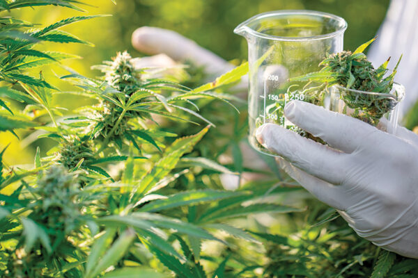 Cannabis Cultivation Market to Grow at a 21.9% CAGR