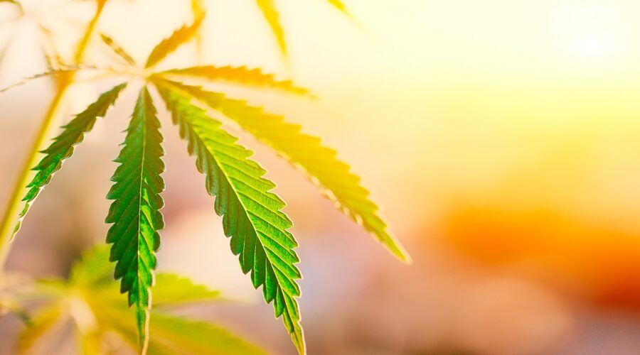 Canadian cannabis producer and distributor Canopy