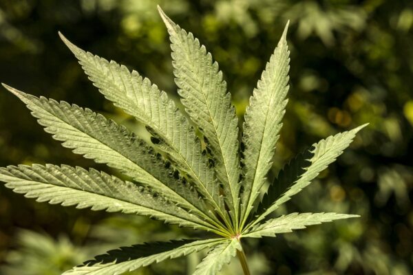 The Hexo and Molson Coors CBD beverage joint venture in the United States has ended