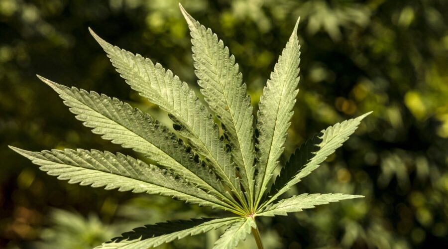 As president, Biden has rescinded the penalties for all federal marijuana possession convictions