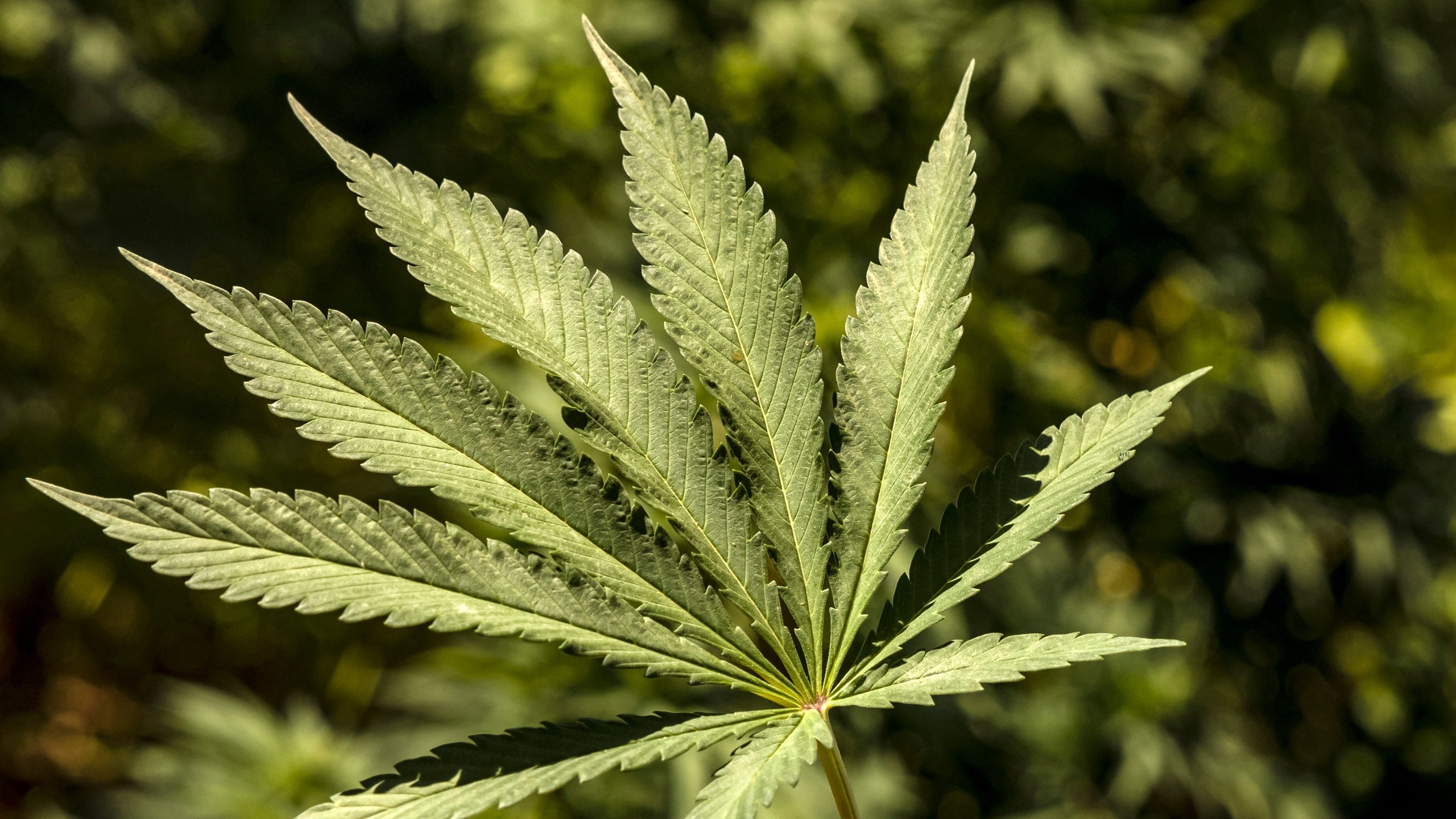 Cuanto cuesta una planta de marihuanas 2022
