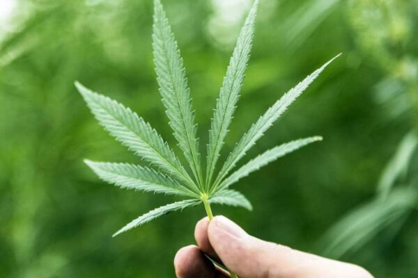 In South Africa, they have just begun a new cannabis clinical experiment