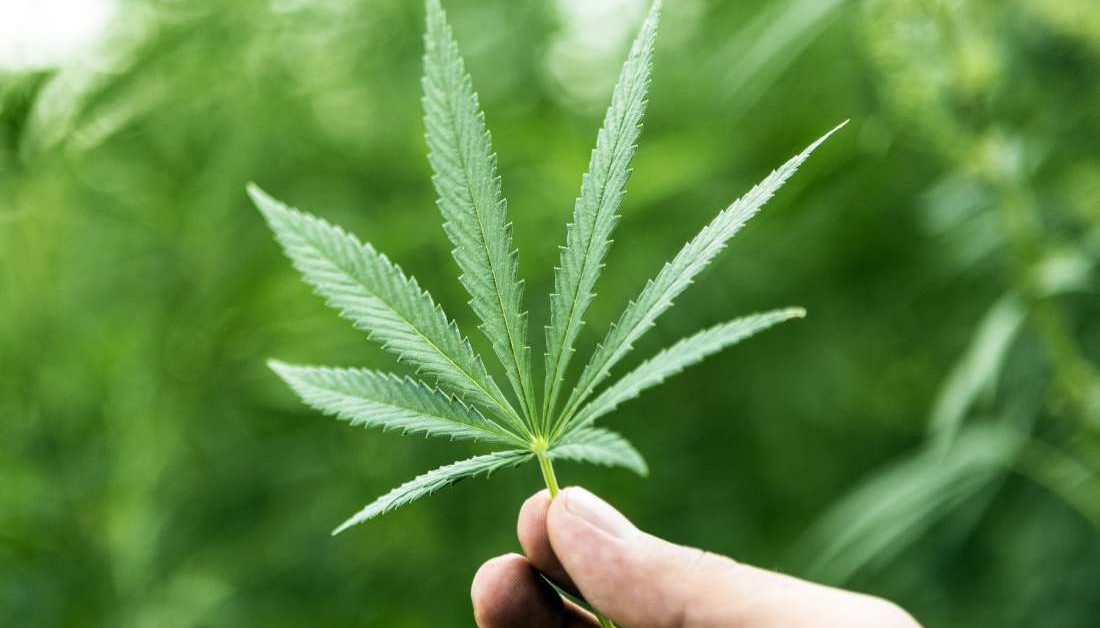 In South Africa, they have just begun a new cannabis clinical experiment