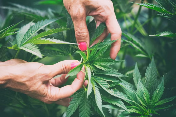Cannabis Cultivation Market Analysis 2022-2028