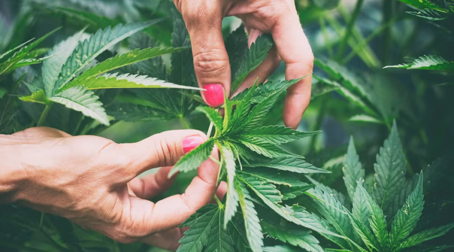 Cannabis Cultivation Market