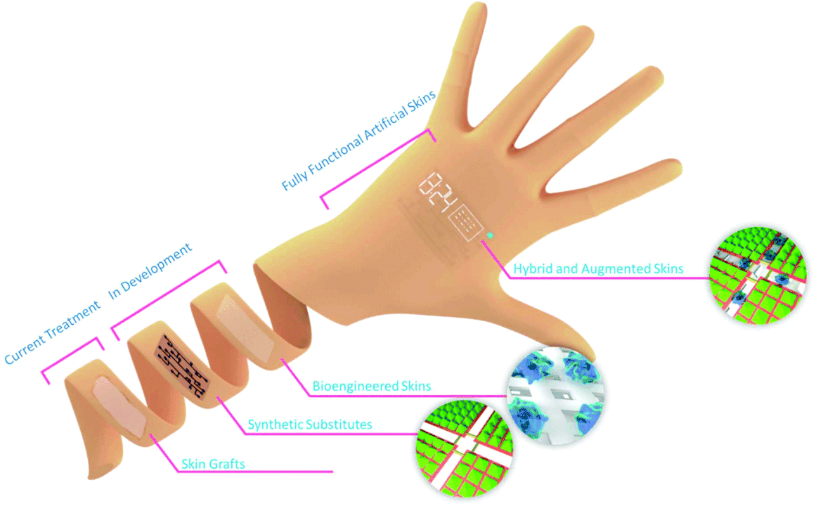 Tissue Engineered Skin Substitute Market