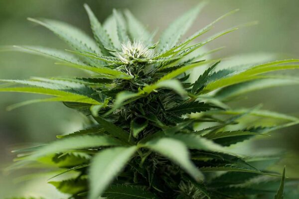 The Science of Cannabis: Myths vs. Facts