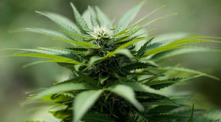 The Science of Cannabis Myths vs. Facts
