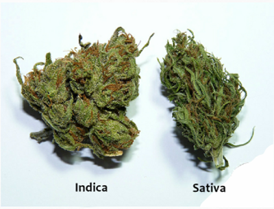 Cannabis Indica