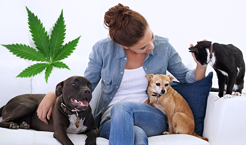 Cannabis For Dogs
