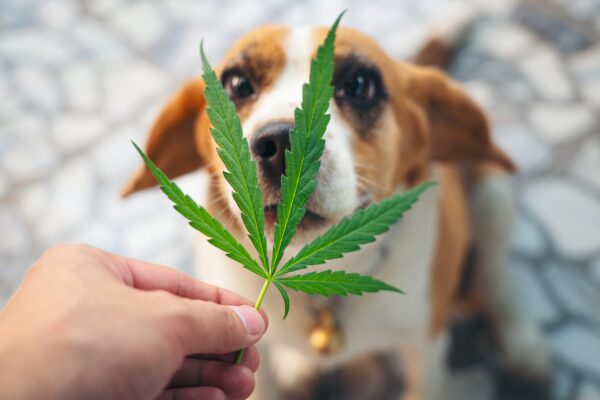 Cannabis for Dogs: Understanding Products, Uses, and Trends