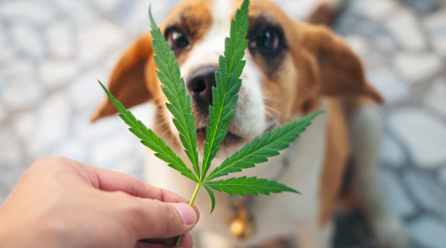 Cannabis For Dogs