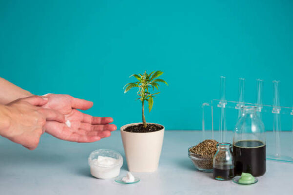 Cannabis Lube: Intimate Wellness Products with Cannabis Infusion