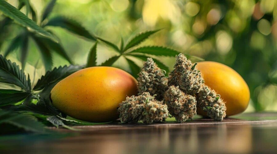 Mango Cannabis